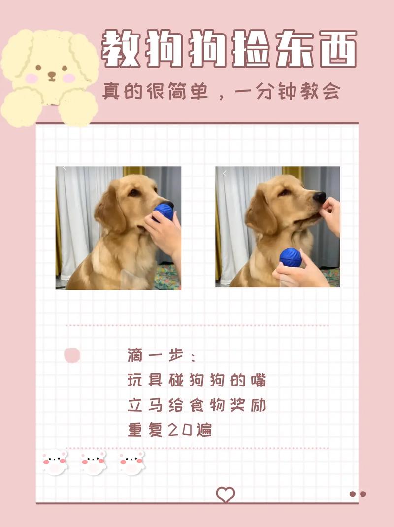 怎么训练狗狗捡东西_怎么训练狗狗捡东西回来视频-第3张图片-后鲨宠物 怎么训练狗狗捡东西_怎么训练狗狗捡东西回来视频-第3张图片-后鲨宠物