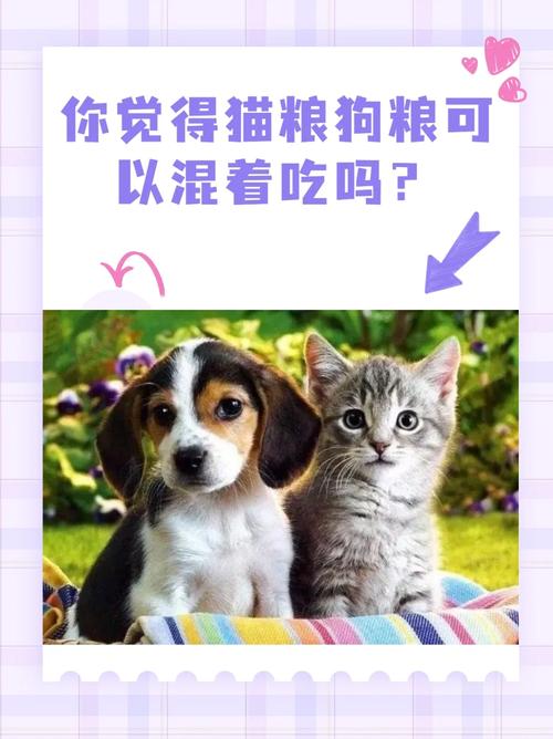 狗狗能吃猫粮吗，狗狗能吃猫粮吗狗狗身体里面需要牛磺酸吗？-第2张图片-后鲨宠物