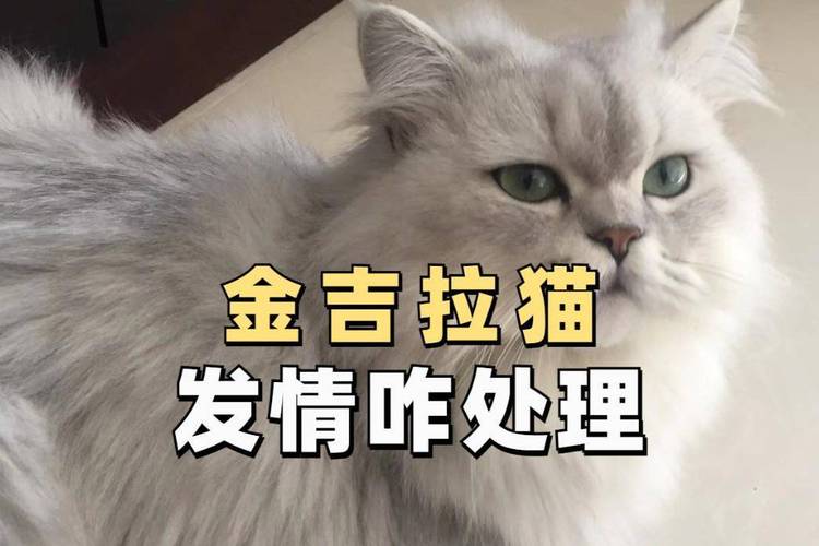  猫咪发情的特征，猫咪发情的特征有哪些?