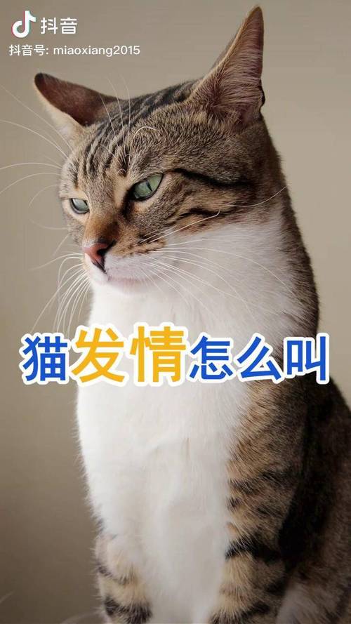 猫咪发情的特征,猫咪发情的特征有哪些?-第5张图片-后鲨宠物 猫咪发情的特征,猫咪发情的特征有哪些?-第5张图片-后鲨宠物
