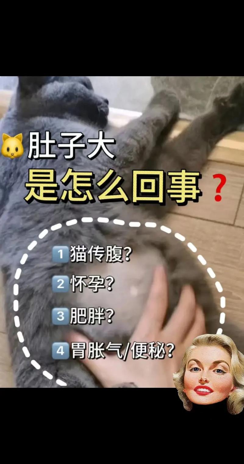 猫咪肚子大怎么回事,猫咪肚子大怎么回事 背后竟然有这么多原因?-第3张图片-后鲨宠物 猫咪肚子大怎么回事,猫咪肚子大怎么回事 背后竟然有这么多原因?-第3张图片-后鲨宠物