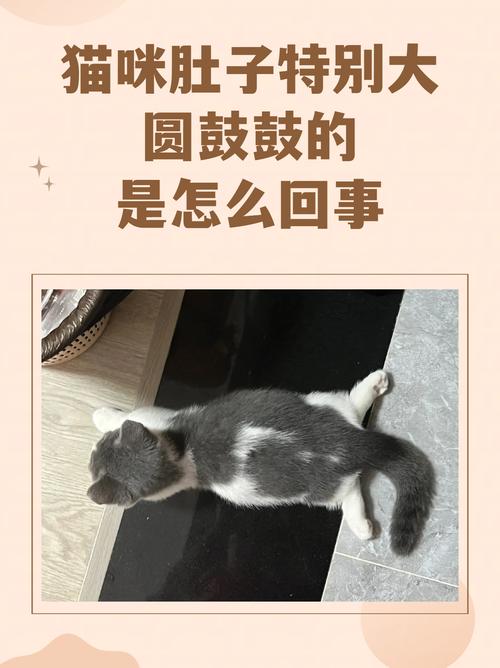 猫咪肚子大怎么回事,猫咪肚子大怎么回事 背后竟然有这么多原因?-第4张图片-后鲨宠物 猫咪肚子大怎么回事,猫咪肚子大怎么回事 背后竟然有这么多原因?-第4张图片-后鲨宠物