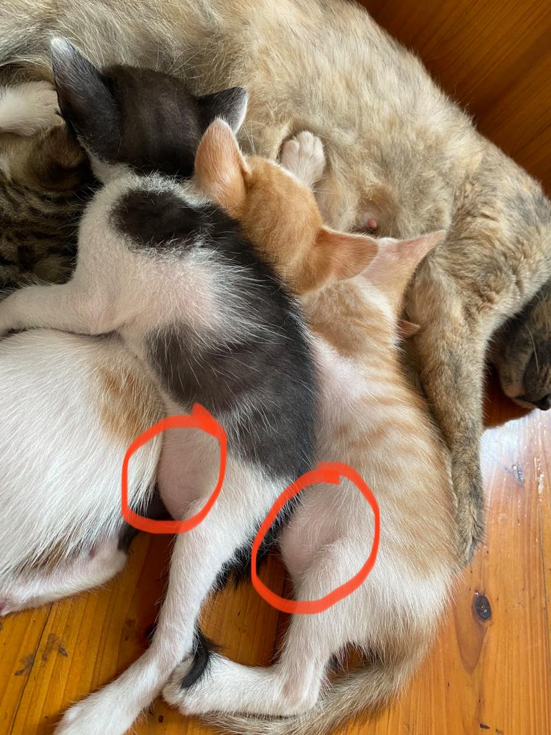 猫咪肚子大怎么回事,猫咪肚子大怎么回事 背后竟然有这么多原因?-第5张图片-后鲨宠物 猫咪肚子大怎么回事,猫咪肚子大怎么回事 背后竟然有这么多原因?-第5张图片-后鲨宠物