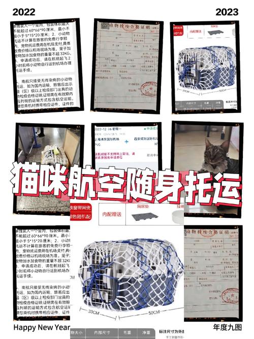 猫咪托运安全吗_猫咪托运会不会很难受-第2张图片-后鲨宠物 猫咪托运安全吗_猫咪托运会不会很难受-第2张图片-后鲨宠物