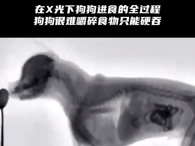 狗狗吃了鸭骨头怎么办_狗狗吃了鸭骨头的症状-第6张图片-后鲨宠物 狗狗吃了鸭骨头怎么办_狗狗吃了鸭骨头的症状-第6张图片-后鲨宠物