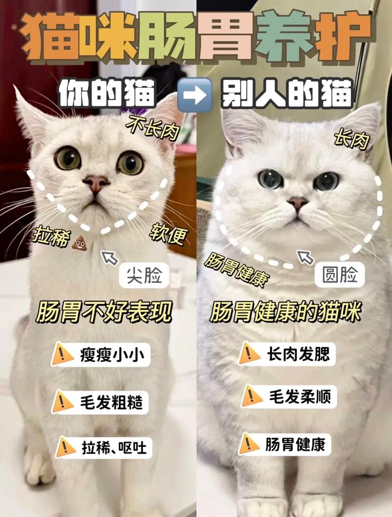 猫咪不大便怎么回事,猫咪不大便的原因?-第4张图片-后鲨宠物 猫咪不大便怎么回事,猫咪不大便的原因?-第4张图片-后鲨宠物