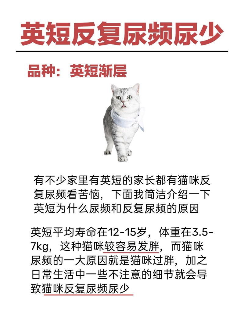 猫咪一天没尿怎么办，猫咪一天没撒尿