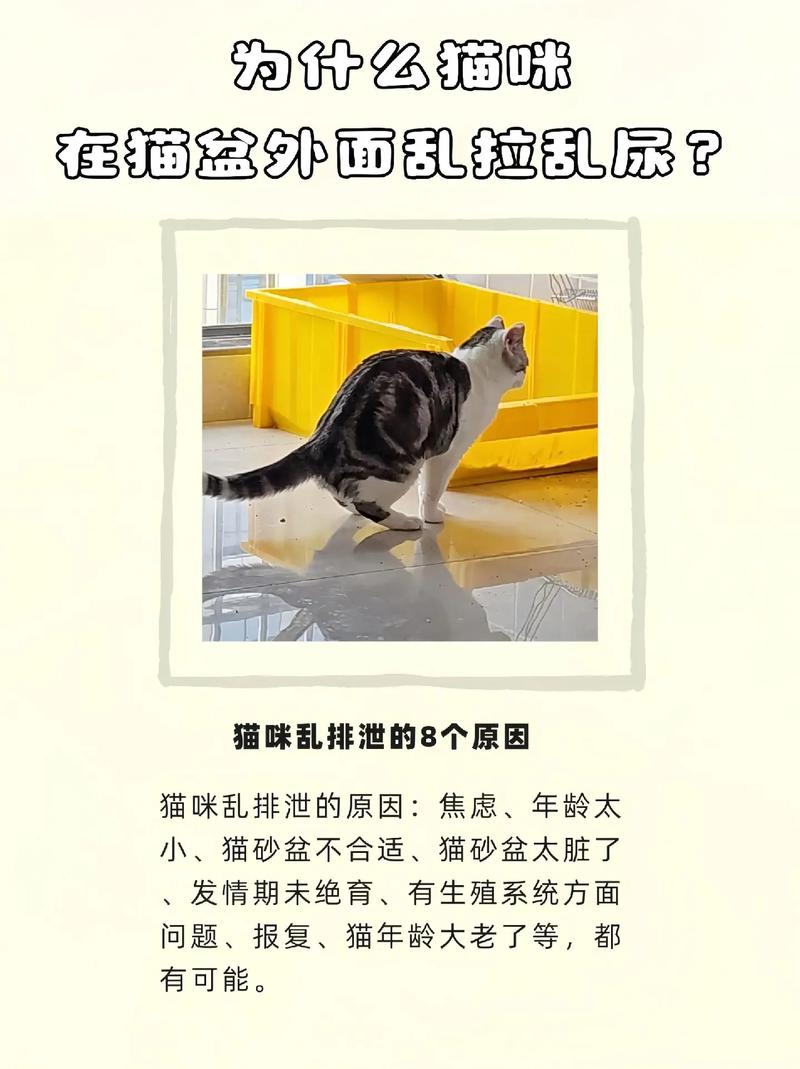  猫咪一天没尿怎么办，猫咪一天没撒尿-第2张图片-后鲨宠物