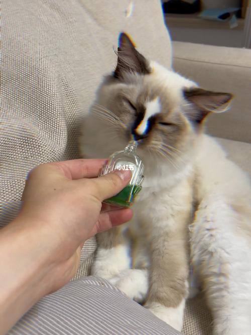  风油精对猫咪有影响吗，风油精对猫有毒吗-第2张图片-后鲨宠物