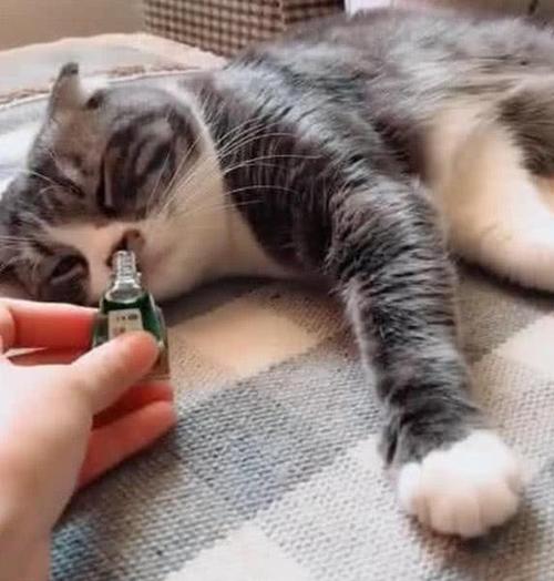  风油精对猫咪有影响吗，风油精对猫有毒吗-第4张图片-后鲨宠物