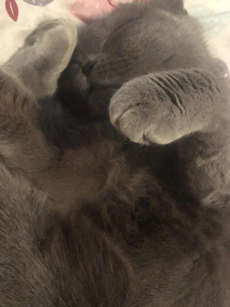  风油精对猫咪有影响吗，风油精对猫有毒吗-第6张图片-后鲨宠物