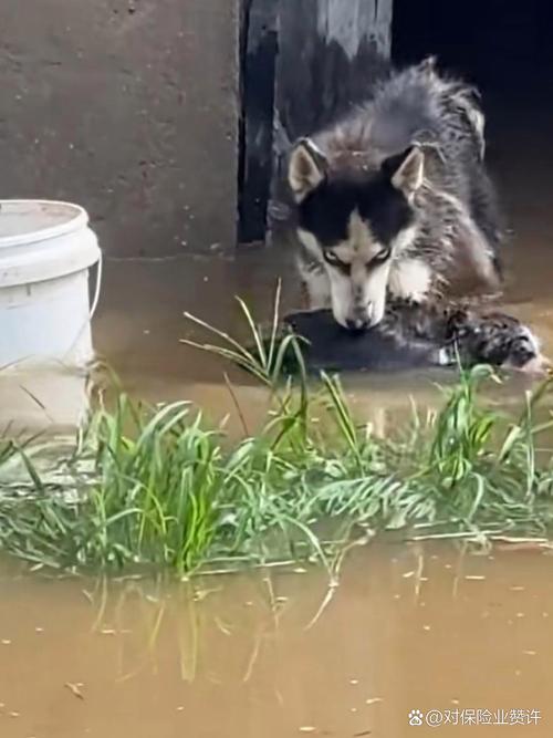  狗狗掉进粪坑还能活吗，狗狗掉进粪坑还能活吗图片