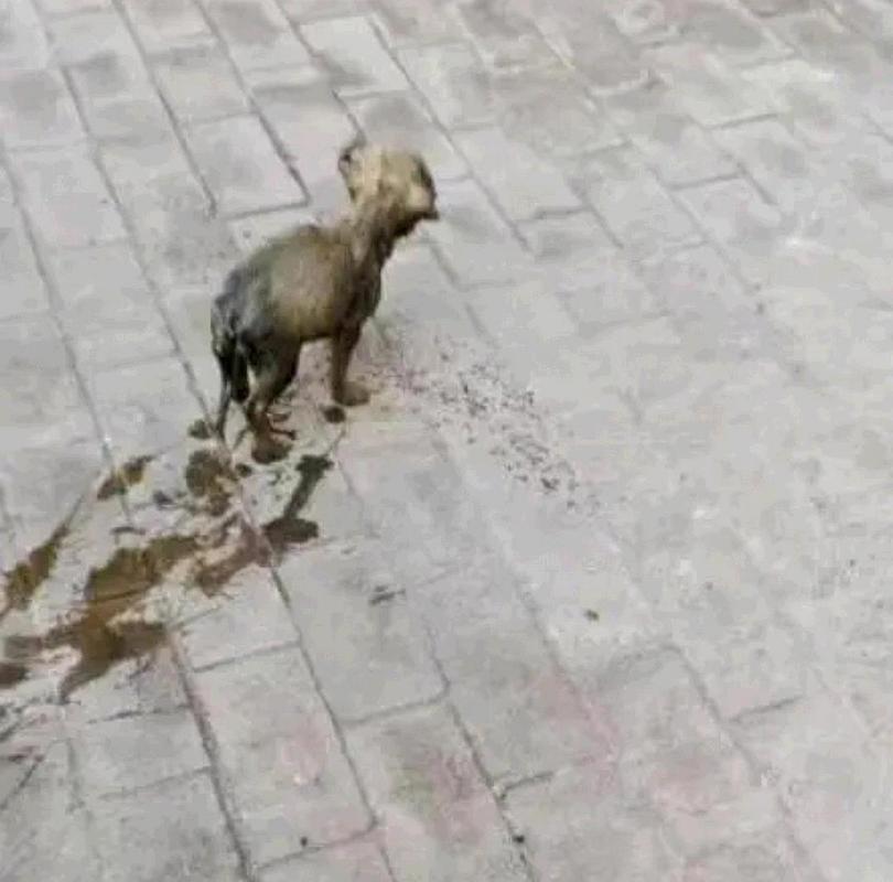 狗狗掉进粪坑还能活吗,狗狗掉进粪坑还能活吗图片-第2张图片-后鲨宠物 狗狗掉进粪坑还能活吗,狗狗掉进粪坑还能活吗图片-第2张图片-后鲨宠物