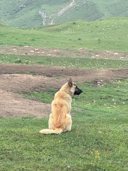 狗狗掉进粪坑还能活吗,狗狗掉进粪坑还能活吗图片-第3张图片-后鲨宠物 狗狗掉进粪坑还能活吗,狗狗掉进粪坑还能活吗图片-第3张图片-后鲨宠物