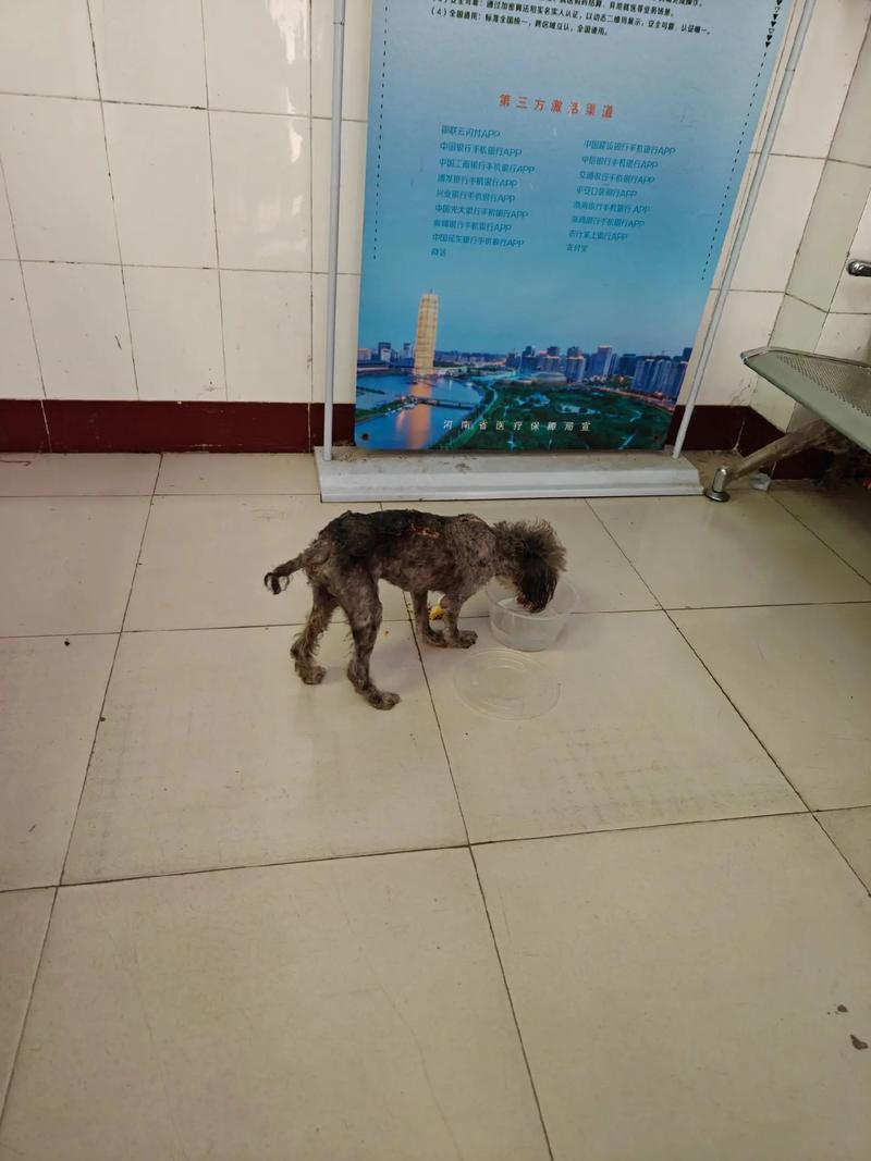 狗狗掉进粪坑还能活吗,狗狗掉进粪坑还能活吗图片-第4张图片-后鲨宠物 狗狗掉进粪坑还能活吗,狗狗掉进粪坑还能活吗图片-第4张图片-后鲨宠物