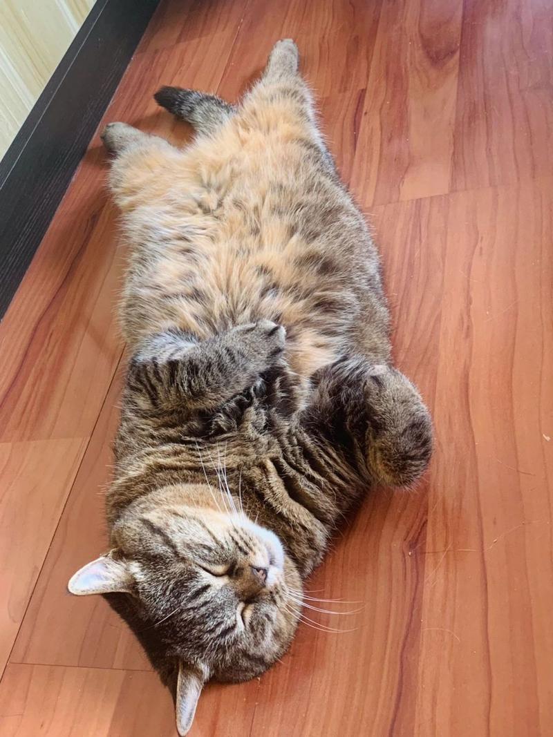 猫咪肚皮朝上睡觉_猫咪总是肚皮朝上睡觉