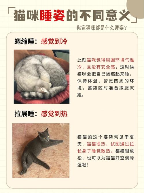 猫咪肚皮朝上睡觉_猫咪总是肚皮朝上睡觉-第2张图片-后鲨宠物 猫咪肚皮朝上睡觉_猫咪总是肚皮朝上睡觉-第2张图片-后鲨宠物