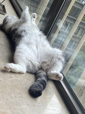 猫咪肚皮朝上睡觉_猫咪总是肚皮朝上睡觉-第6张图片-后鲨宠物 猫咪肚皮朝上睡觉_猫咪总是肚皮朝上睡觉-第6张图片-后鲨宠物
