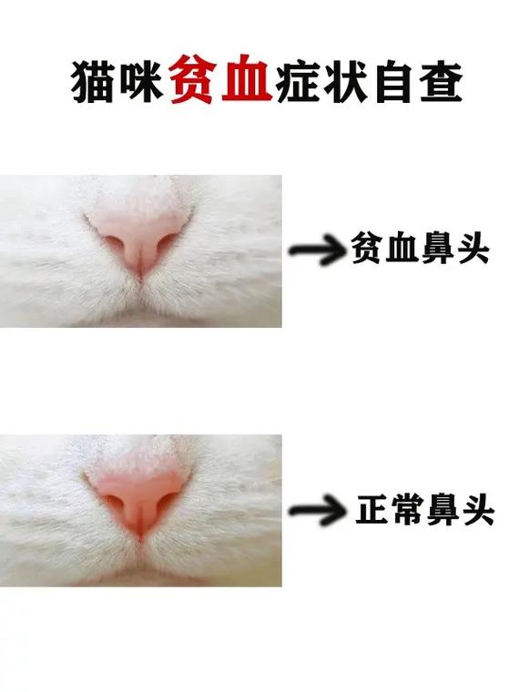 猫咪贫血怎么办,猫咪贫血怎么办呀?-第3张图片-后鲨宠物 猫咪贫血怎么办,猫咪贫血怎么办呀?-第3张图片-后鲨宠物