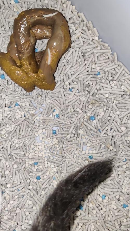  猫咪拉出白色蠕动小虫子，猫咪拉出白色蠕动小虫子怎么处理好