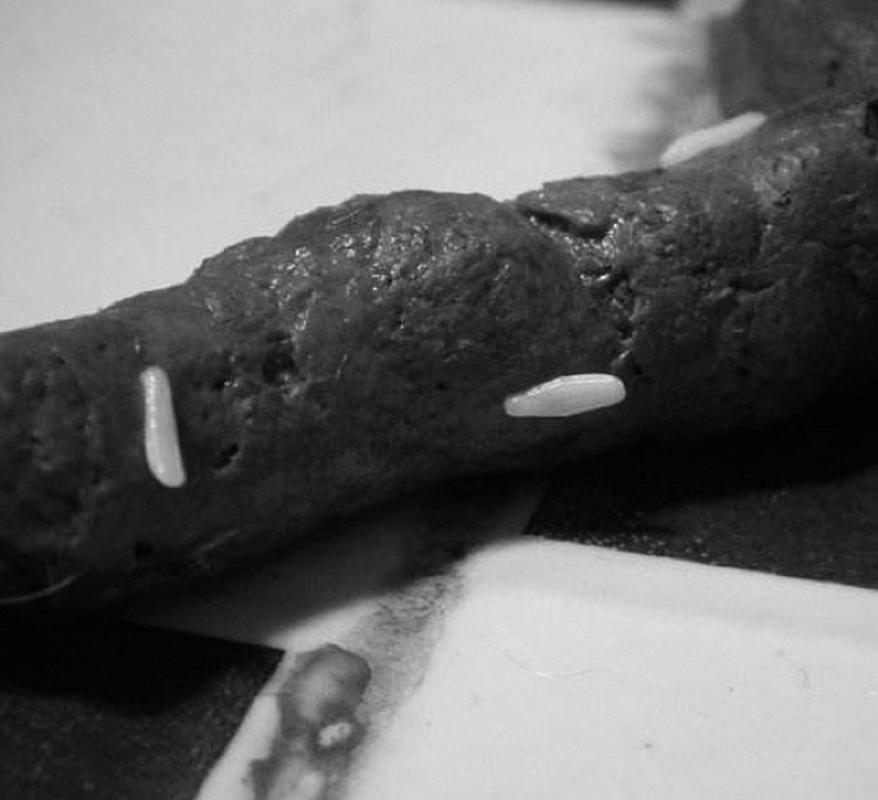 猫咪拉出白色蠕动小虫子,猫咪拉出白色蠕动小虫子怎么处理好-第3张图片-后鲨宠物 猫咪拉出白色蠕动小虫子,猫咪拉出白色蠕动小虫子怎么处理好-第3张图片-后鲨宠物