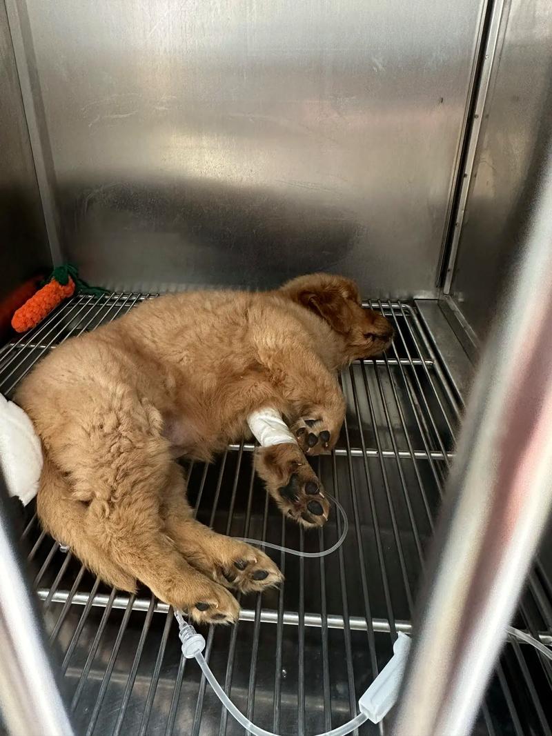 怎么判断狗狗得了细小,怎么判断狗狗得了细小还是胃炎?-第2张图片-后鲨宠物 怎么判断狗狗得了细小,怎么判断狗狗得了细小还是胃炎?-第2张图片-后鲨宠物