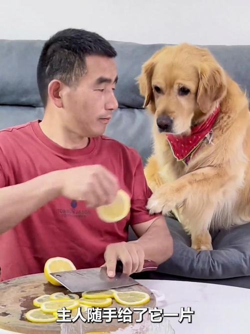 狗狗可以喝柠檬水吗,狗狗能不能喝柠檬水?-第5张图片-后鲨宠物 狗狗可以喝柠檬水吗,狗狗能不能喝柠檬水?-第5张图片-后鲨宠物