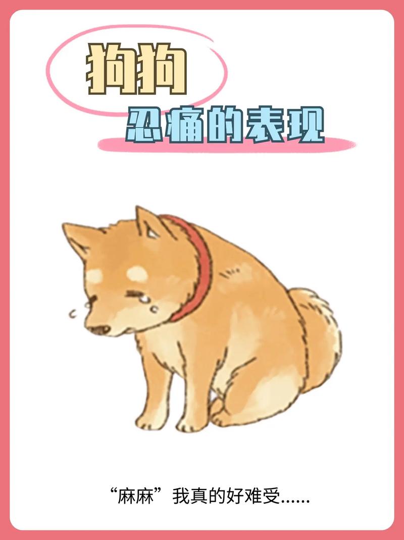狗狗肚子疼怎么办_狗狗肚子疼怎么办最快最有效-第4张图片-后鲨宠物