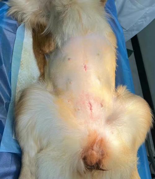 狗狗多大可以绝育_小狗绝育多少钱-第2张图片-后鲨宠物