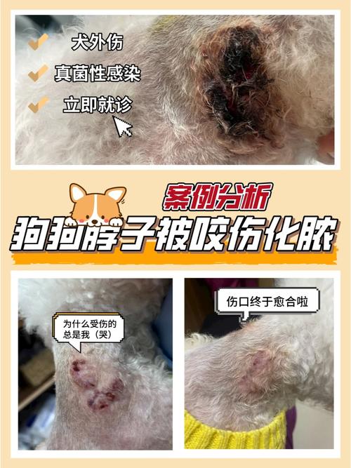 狗狗脖子烂了怎么办_狗脖子腐烂了应该怎么办