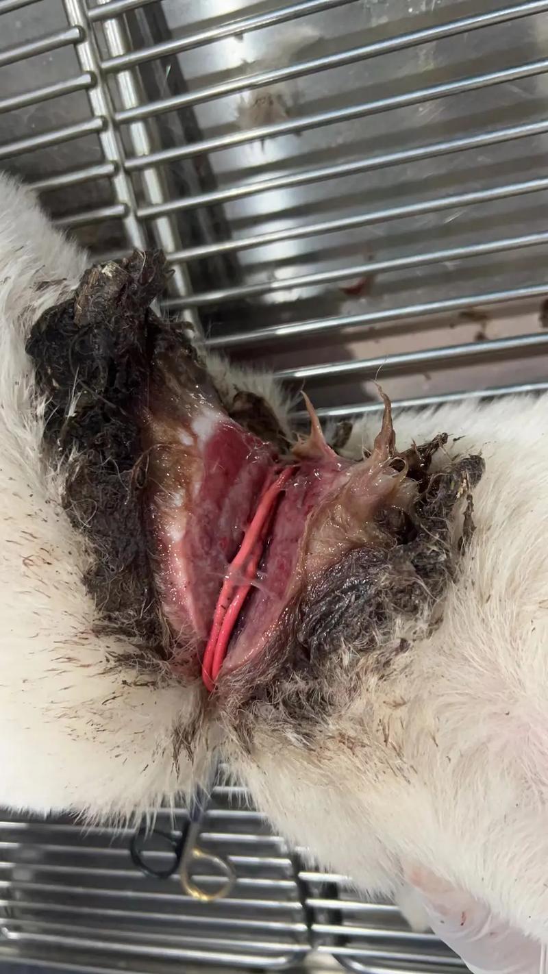 狗狗脖子烂了怎么办_狗脖子腐烂了应该怎么办-第3张图片-后鲨宠物 狗狗脖子烂了怎么办_狗脖子腐烂了应该怎么办-第3张图片-后鲨宠物