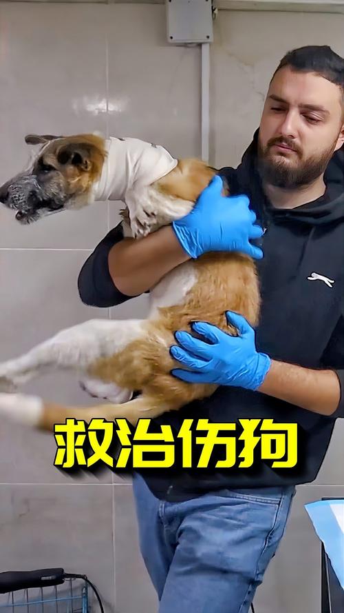 狗狗脖子烂了怎么办_狗脖子腐烂了应该怎么办-第4张图片-后鲨宠物 狗狗脖子烂了怎么办_狗脖子腐烂了应该怎么办-第4张图片-后鲨宠物