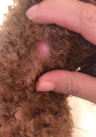 狗狗脖子烂了怎么办_狗脖子腐烂了应该怎么办-第5张图片-后鲨宠物 狗狗脖子烂了怎么办_狗脖子腐烂了应该怎么办-第5张图片-后鲨宠物