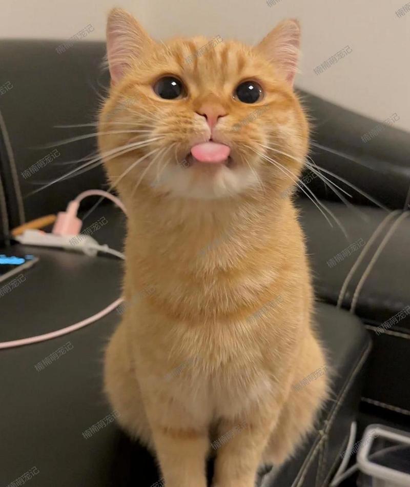 猫咪睡觉为什么吐舌头，猫咪睡觉吐舌头身体还一抽？