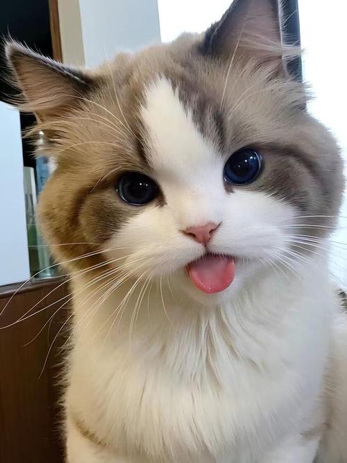 猫咪睡觉为什么吐舌头,猫咪睡觉吐舌头身体还一抽?-第2张图片-后鲨宠物 猫咪睡觉为什么吐舌头,猫咪睡觉吐舌头身体还一抽?-第2张图片-后鲨宠物