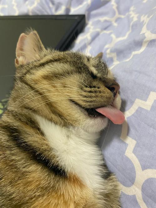 猫咪睡觉为什么吐舌头,猫咪睡觉吐舌头身体还一抽?-第5张图片-后鲨宠物 猫咪睡觉为什么吐舌头,猫咪睡觉吐舌头身体还一抽?-第5张图片-后鲨宠物