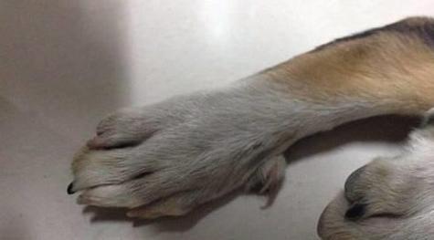 狗狗断甲的好处与坏处，狗狗断甲注意事项？