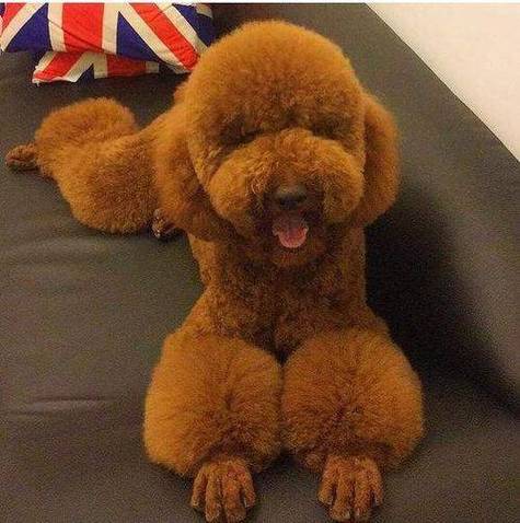 狗狗断甲的好处与坏处,狗狗断甲注意事项?-第5张图片-后鲨宠物 狗狗断甲的好处与坏处,狗狗断甲注意事项?-第5张图片-后鲨宠物