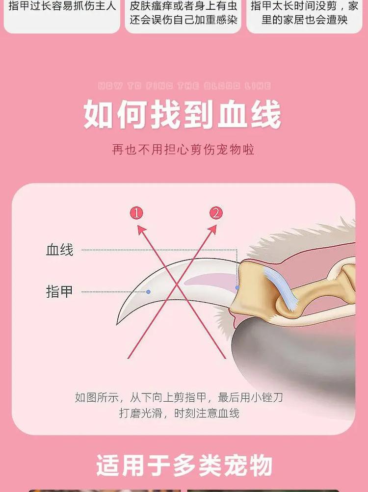 狗狗断甲的好处与坏处,狗狗断甲注意事项?-第6张图片-后鲨宠物 狗狗断甲的好处与坏处,狗狗断甲注意事项?-第6张图片-后鲨宠物