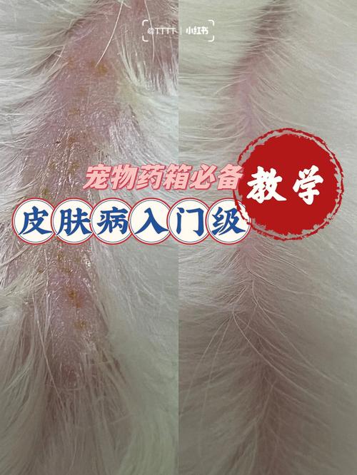  狗狗癫疯怎么处理，狗狗癫疯病的早期症状