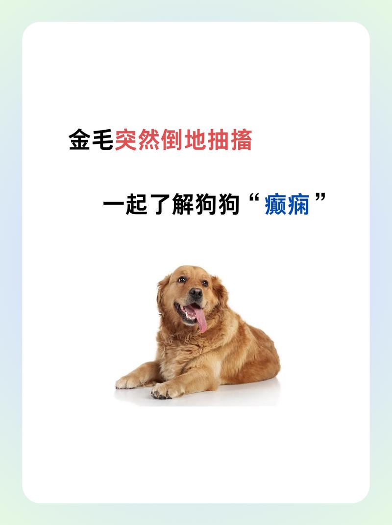  狗狗癫疯怎么处理，狗狗癫疯病的早期症状-第3张图片-后鲨宠物