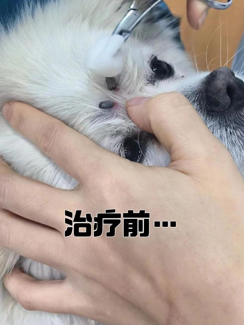  狗狗癫疯怎么处理，狗狗癫疯病的早期症状-第4张图片-后鲨宠物