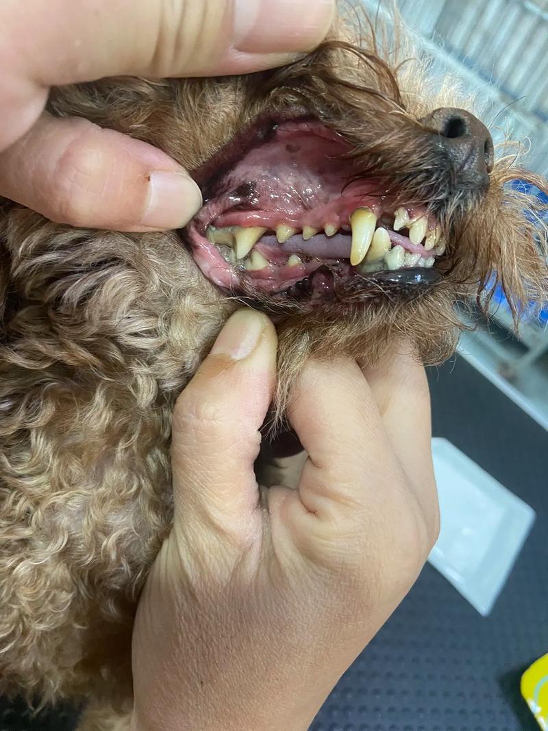 简单方法去狗狗牙结石,简单方法去狗狗牙结石小妙招?-第3张图片-后鲨宠物 简单方法去狗狗牙结石,简单方法去狗狗牙结石小妙招?-第3张图片-后鲨宠物