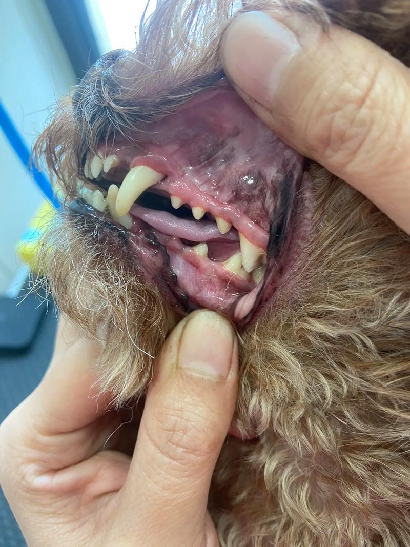 简单方法去狗狗牙结石,简单方法去狗狗牙结石小妙招?-第4张图片-后鲨宠物 简单方法去狗狗牙结石,简单方法去狗狗牙结石小妙招?-第4张图片-后鲨宠物