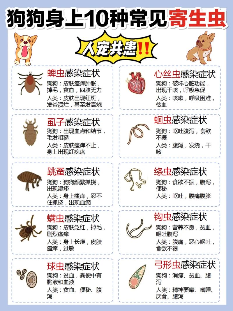 狗狗寄生虫会传染人吗_狗狗寄生虫会传染人吗视频-第2张图片-后鲨宠物 狗狗寄生虫会传染人吗_狗狗寄生虫会传染人吗视频-第2张图片-后鲨宠物