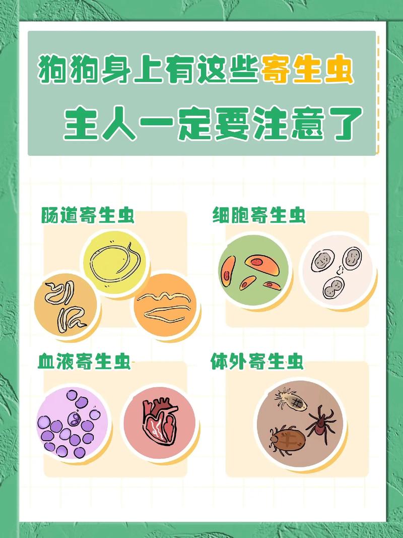 狗狗寄生虫会传染人吗_狗狗寄生虫会传染人吗视频-第3张图片-后鲨宠物 狗狗寄生虫会传染人吗_狗狗寄生虫会传染人吗视频-第3张图片-后鲨宠物