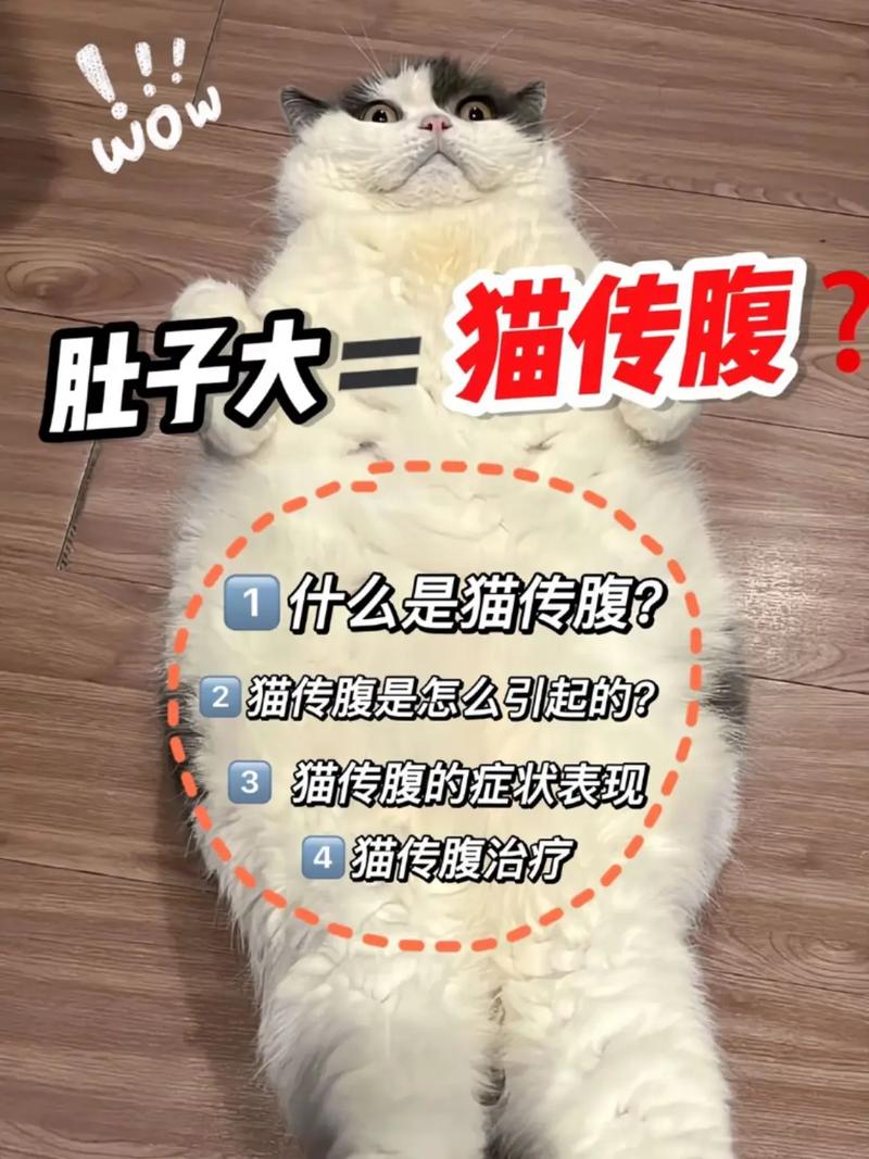  猫咪早上一直叫怎么办，猫咪早上一直叫,很频繁