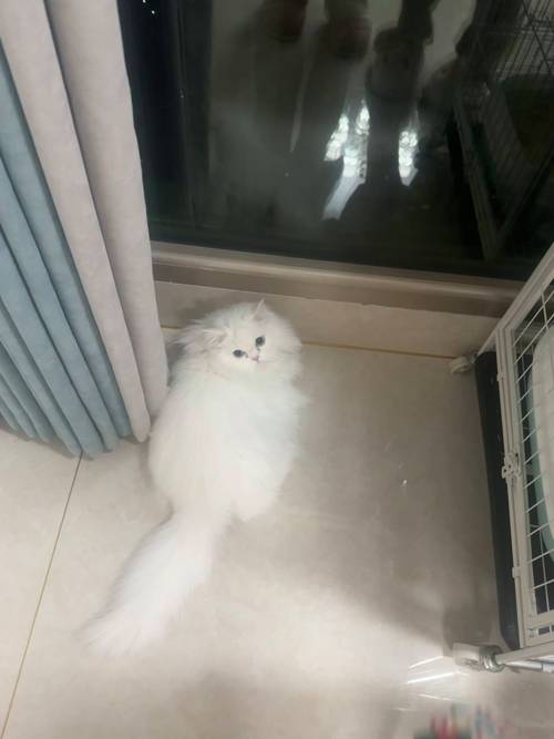  猫咪早上一直叫怎么办，猫咪早上一直叫,很频繁-第2张图片-后鲨宠物