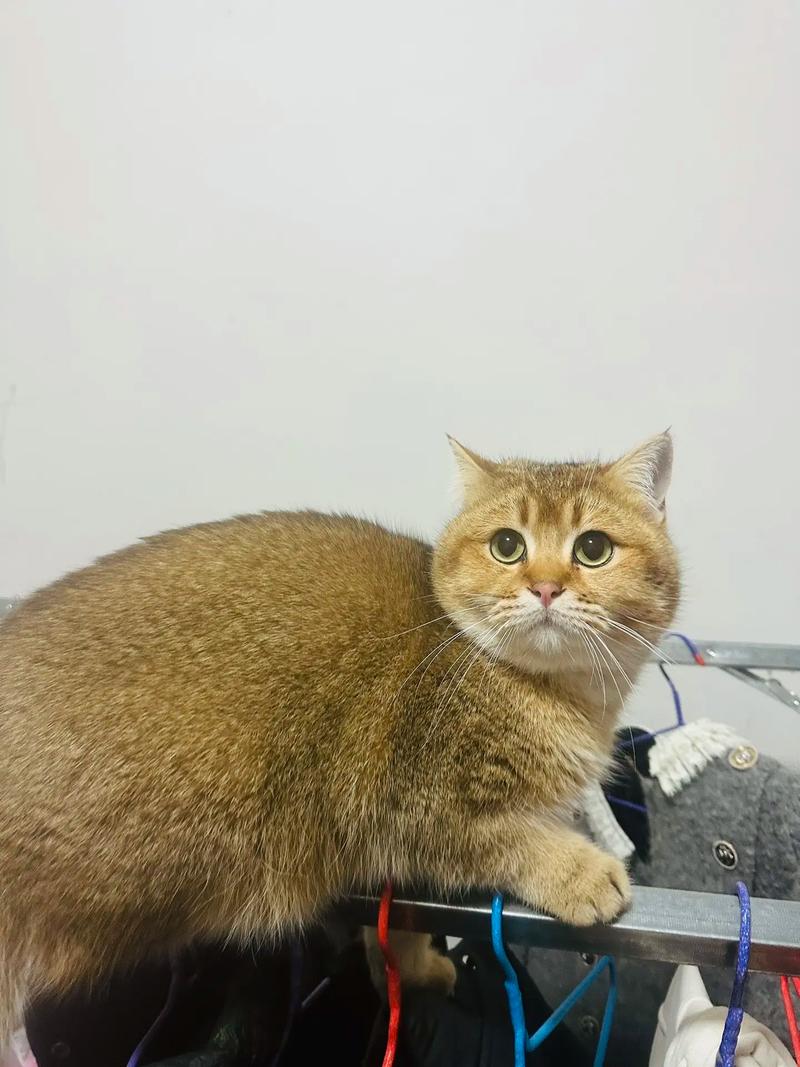  猫咪早上一直叫怎么办，猫咪早上一直叫,很频繁-第3张图片-后鲨宠物