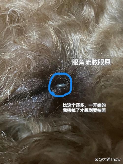  小狗狗眼屎多怎么回事，小狗眼屎特别多